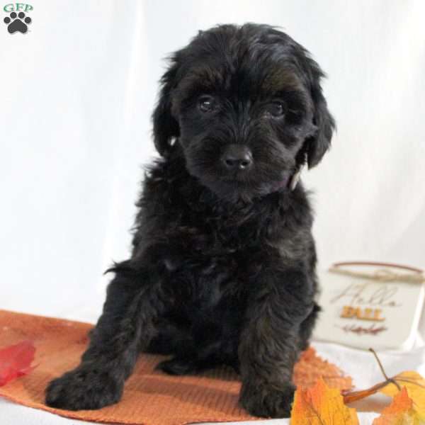 Sandra, Yorkie Poo Puppy